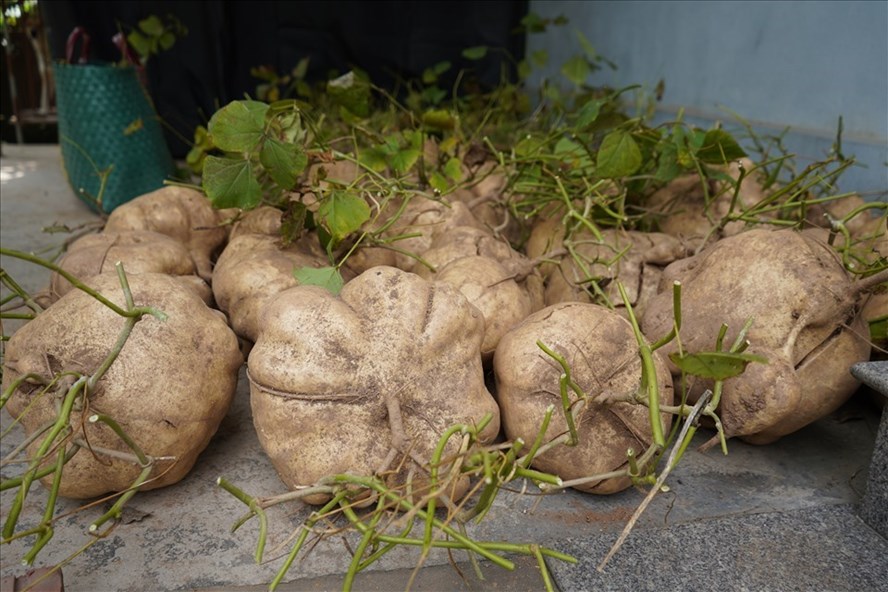 Củ đậu mang đến nhiều lợi ích cho sức khoẻ. Ảnh: Mai Dung