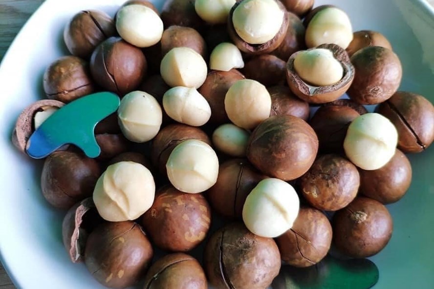 Hạt mắc ca mang lại nhiêu lợi ích cho sức khỏe. Ảnh: Thanh Ngọc.