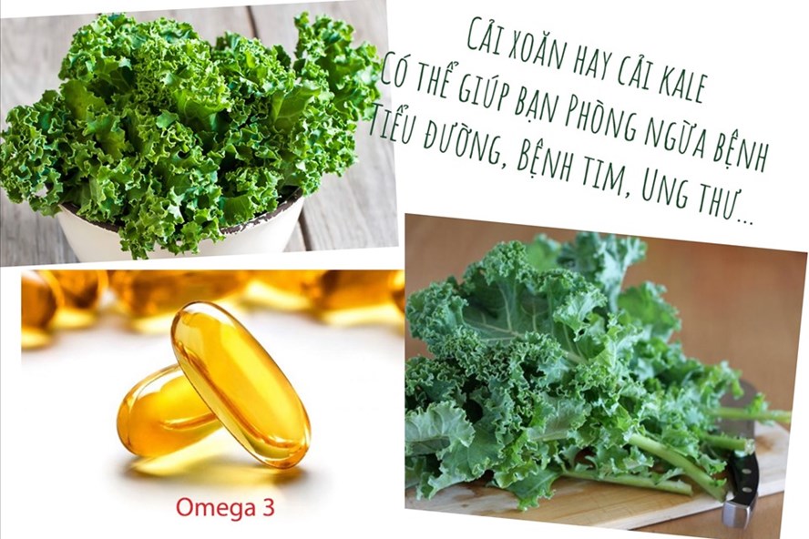 Cải xoăn có nhiều lợi ích cho sức khỏe. Đồ họa: Hương Giang