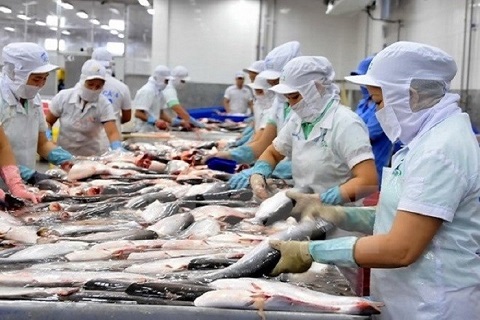Xuất khẩu cá tra sang Hoa Kỳ đang trên đà phục hồi và bứt phá với mức tăng lên tới 200% trong tháng 5. Ảnh minh họa