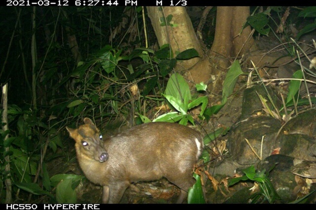 Mang Trường Sơn (Muntiacus truongsonensis) - loài động vật hoang dã thuộc bộ móng guốc quý và hiếm thấy. 