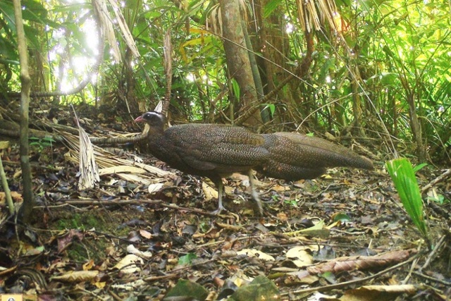 Loài Trĩ sao (Rheinardia ocellata).