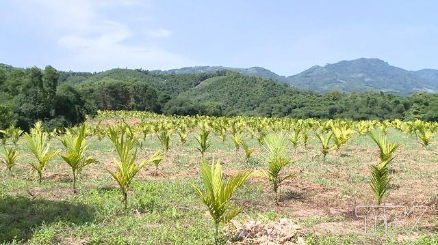  năm 2006, gia đình bà Lê Thị Tượm, ở thôn Trô, xã Giao An, huyện Lang Chánh đã mạnh dạn đưa 600 cây cau vào trồng. 