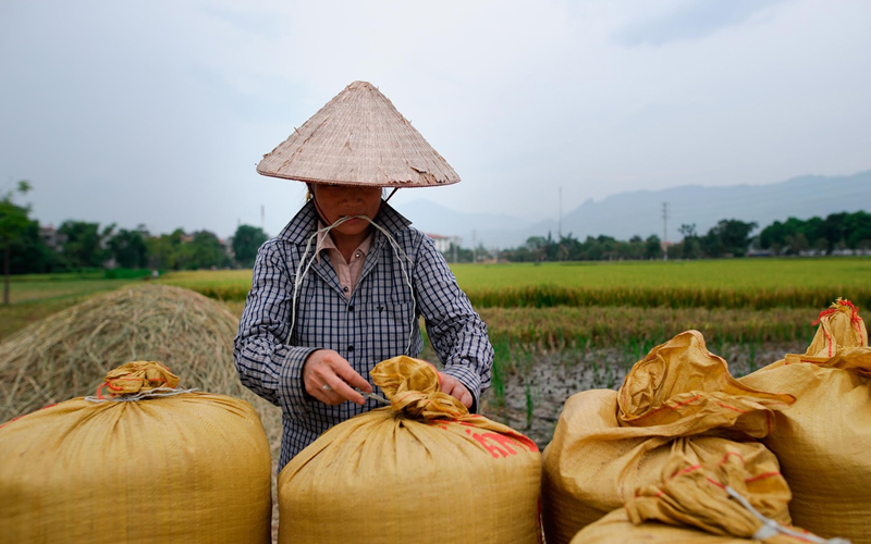 EVFTA mang lại lợi ích cho doanh nghiệp xuất khẩu gạo và người dân trồng lúa. 