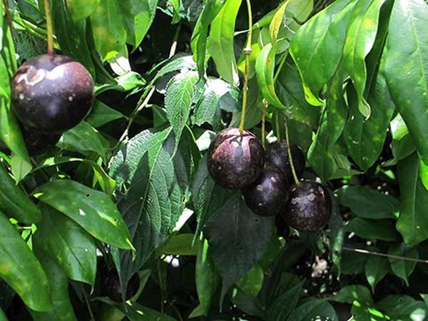 Quả hồng châu chứa nhiều độc tố, khi ăn phải có thể dẫn tới tử vong nếu không được cấp cứu kịp thời.