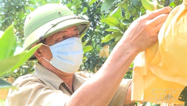 CCB Nguyễn Ngọc Mai ở l&agrave;ng Đồng Sen, x&atilde; C&aacute;n Kh&ecirc;, huyện Như Thanh l&agrave; một trong những hội vi&ecirc;n ti&ecirc;n phong đi đầu trong việc chuyển đổi cơ cấu c&acirc;y trồng, đem lại hiệu quả kinh tế cao.