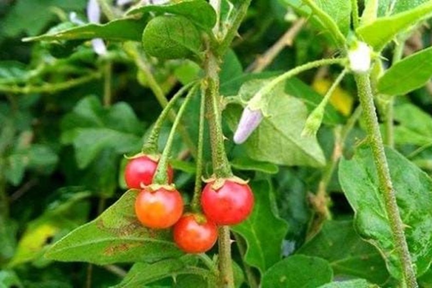 Cà gai leo là dược liệu quý đối với người bị viêm gan B, xơ gan... Ảnh: Tường Minh