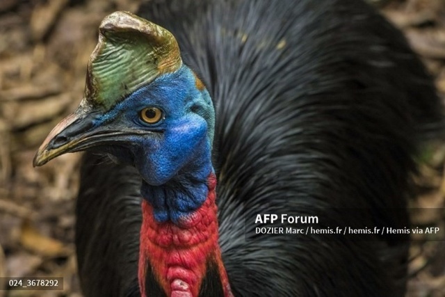 Đà điểu đầu mào (cassowary). Ảnh: AFP