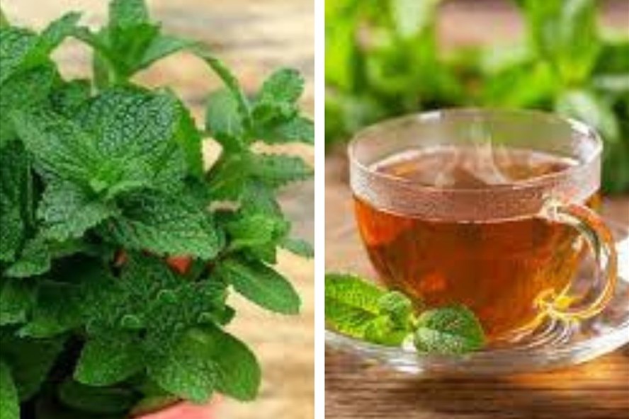 Trà bạc hà giúp thanh nhiệt, giải độc gan. Đồ họa: Thanh Ngọc