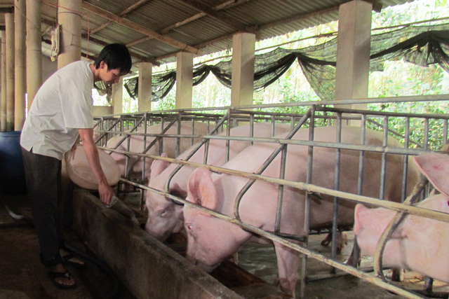 Sau khi chạm đáy 30.000 đồng/kg, giá lợn hơn tăng mạnh trong những ngày này (ảnh: TL)