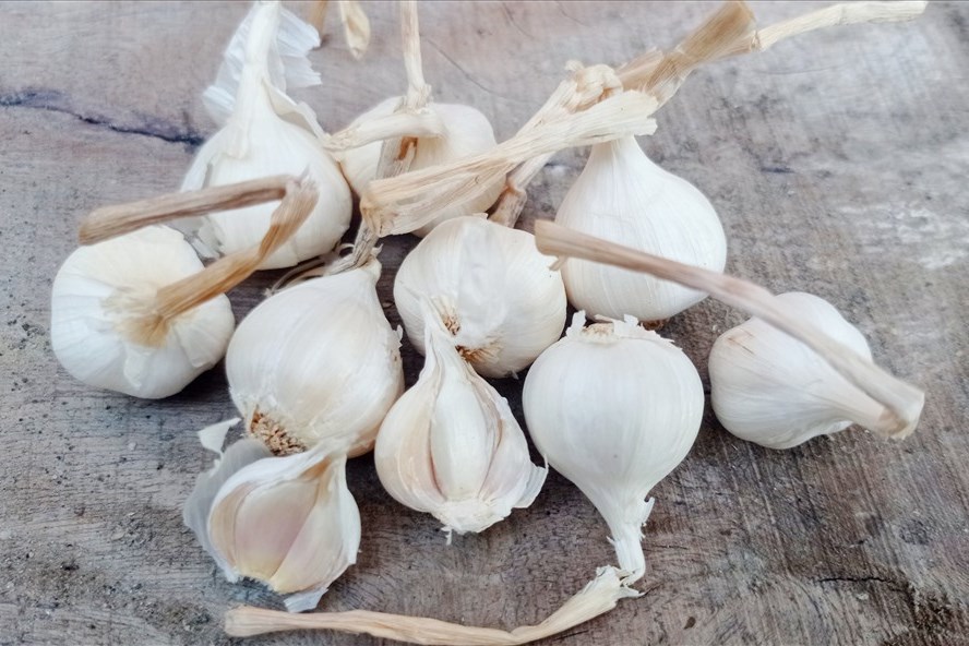 Có thể tự làm siro trị ho tại nhà với tỏi. Ảnh: Thanh Ngọc
