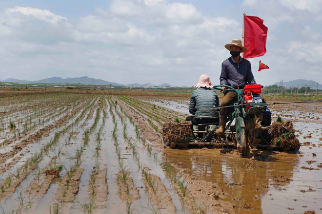Nông dân trồng lúa tại trang trại Namsa Co-op ở huyện Rangnang, Bình Nhưỡng (Ảnh: AP).