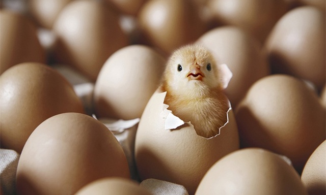 Con gà có trước hay quả trứng có trước?