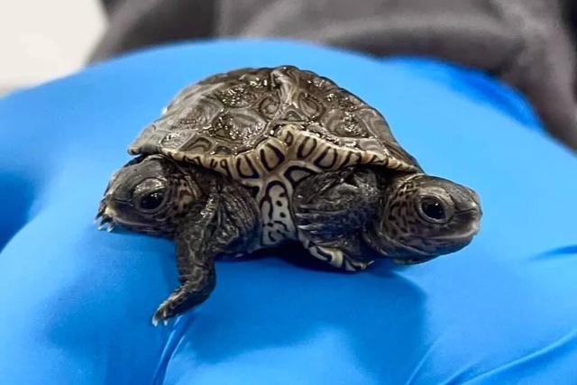 Ảnh 2 con rùa liền thân được Trung tâm Động vật Hoang dã New England chia sẻ lên Facebook.