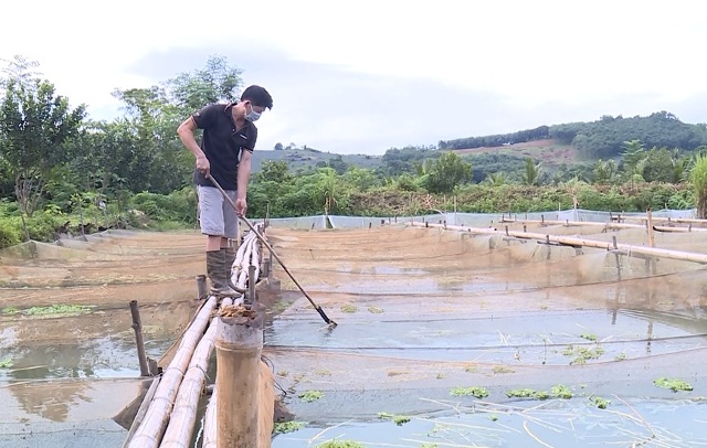 gia đình anh Nguyễn Văn Quý, khu phố 4, thị trấn Vân Du, huyện Thạch Thành đã có thu nhập hàng tỷ đồng mỗi năm. Từ mô hình nuôi ốc nhồi 