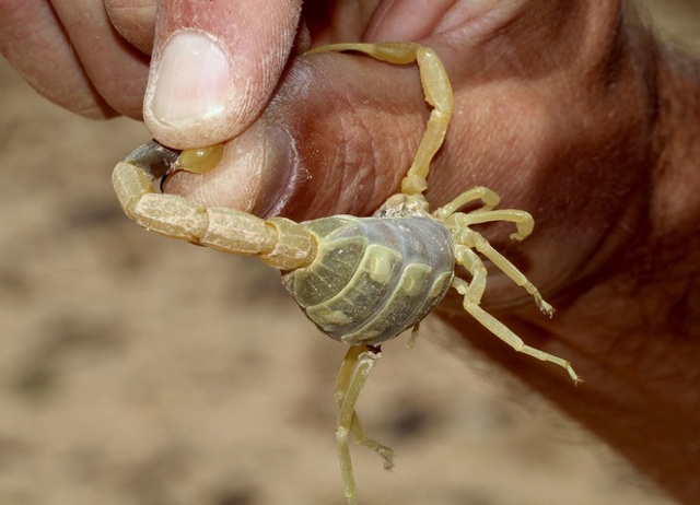 Bọ cạp tử thần (Leiurus quinquestriatus).