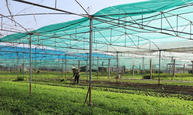 Mô hình trồng rau theo hướng VietGAP tại xã Trường Sơn, huyện Nông Cống