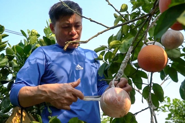 Sau khi tạo hình cây bưởi dáng bonsai, các chủ vườn sẽ tiến hành ghép các cành bưởi có quả vào cây để hoàn thiện.