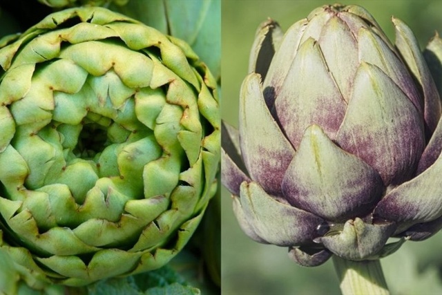 Atisô giàu chất chống oxy hóa có khả năng chống lại lão hóa da. Đồ họa: Thanh Ngọc