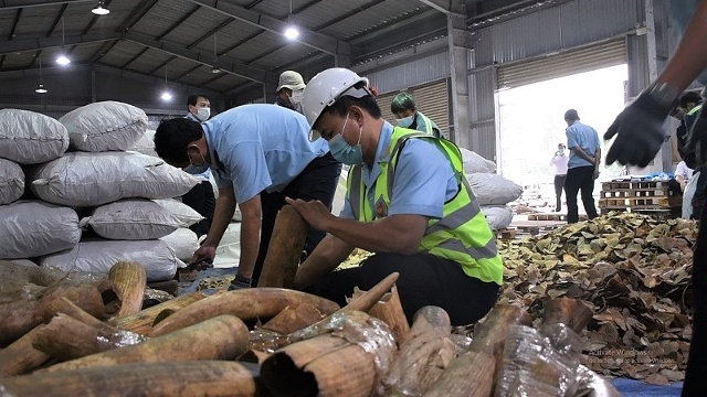 Khám xét sơ bộ đã phát hiện hơn 456 kg nghi là ngà voi
