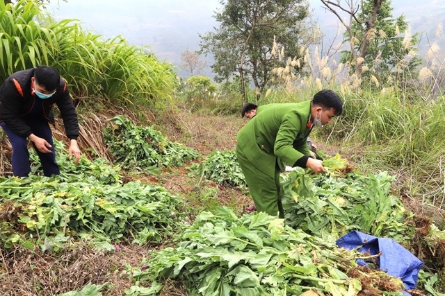 Cây thuốc phiện trái phép bị phát hiện, nhổ bỏ tại xã Nậm Ban (Mèo Vạc), đa số được trồng lẫn trong các loại cây rau màu khác