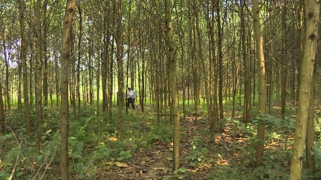 Nhiều hộ dân ở xã Thanh Phong được  Nhà nước hỗ  trợ phát triển kinh tế rừng.