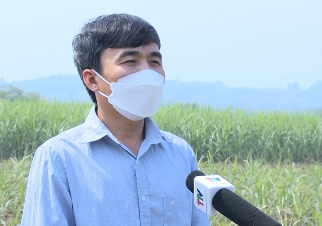 &Ocirc;ng L&ecirc; Xu&acirc;n Mậu, Ph&oacute; Chủ tịch UBND x&atilde; Th&agrave;nh Trực, huyện Thạch Th&agrave;nh, tỉnh Thanh H&oacute;a: Đ&acirc;y l&agrave; c&acirc;y trồng gi&uacute;p địa phương thực hiện mục ti&ecirc;u x&oacute;a đ&oacute;i giảm ngh&egrave;o, n&acirc;ng cao đời sống người d&acirc;n. V&igrave; vậy việc duy tr&igrave; ổn định diện t&iacute;ch m&iacute;a c&oacute; &yacute; nghĩa rất lớn.