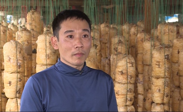 Anh Ngô Văn Chung, Thôn Yên Doãn, xã Đông Yên, huyện Đông Sơn, tỉnh Thanh Hóa: Để trồng được nấm sò trắng thì trải qua nhiều bước, như bước chuẩn bị nguyên liệu làm mùn cưa và vôi bột, cứ khoảng 1 tấn mùn cưa sẽ trộn với 20 – 30 kg vôi bột, sau giai đoạn ủ thì sẽ đặt giống và trước khi đóng bịch nấm sẽ trộn thêm dinh dưỡng cho nấm gồm cám gạo, cám ngô và một chút đường. Sauk hi đóng bịch, hấp bịch thì bắt đầu cấy cá thể và treo bịch lên, sẽ buộc từ 6 -7 bịch một dây. Sau khoảng 1 tháng thì bắt đầu công đoạn rạch bịch, mỗi bịch rạch từ 6-9 mắt để nấm ra đều.