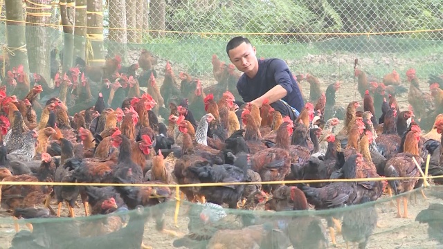 m&ocirc; h&igrave;nh trang trại tổng hợp của gia đ&igrave;nh anh Đỗ Anh Qu&acirc;n ở  th&ocirc;n 10, x&atilde; Quảng Ph&uacute;, huyện Thọ Xu&acirc;n.