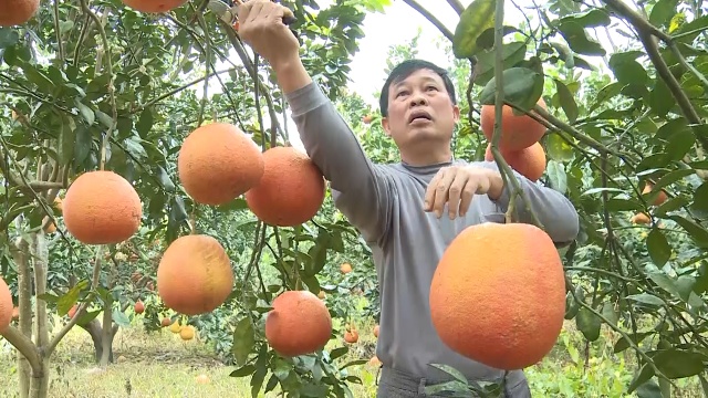 &Ocirc;ng Phạm Văn Cường, Ph&oacute; Chủ tịch UBND x&atilde; Thọ L&acirc;m, huyện Thọ Xu&acirc;n cho biết, diện t&iacute;ch đất tr&ecirc;n địa b&agrave;n x&atilde; Thọ L&acirc;m chủ yếu l&agrave; đất kh&oacute; sản xuất, b&agrave; con n&ocirc;ng d&acirc;n thường bỏ hoang, v&igrave; thế huyện đ&atilde; t&iacute;ch tụ lại v&agrave; k&ecirc;u gọi c&aacute;c doanh nghiệp, c&aacute; nh&acirc;n, hộ n&ocirc;ng d&acirc;n c&oacute; nhu cầu sản xuất n&ocirc;ng nghiệp c&ocirc;ng nghệ cao.