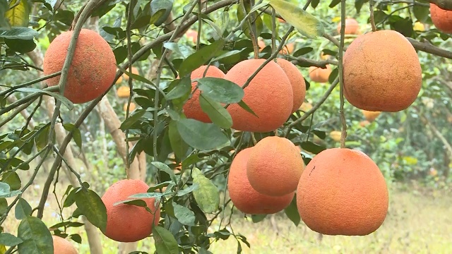 &Ocirc;ng Phạm Văn Cường, Ph&oacute; Chủ tịch UBND x&atilde; Thọ L&acirc;m, huyện Thọ Xu&acirc;n cho biết, diện t&iacute;ch đất tr&ecirc;n địa b&agrave;n x&atilde; Thọ L&acirc;m chủ yếu l&agrave; đất kh&oacute; sản xuất, b&agrave; con n&ocirc;ng d&acirc;n thường bỏ hoang, v&igrave; thế huyện đ&atilde; t&iacute;ch tụ lại v&agrave; k&ecirc;u gọi c&aacute;c doanh nghiệp, c&aacute; nh&acirc;n, hộ n&ocirc;ng d&acirc;n c&oacute; nhu cầu sản xuất n&ocirc;ng nghiệp c&ocirc;ng nghệ cao.