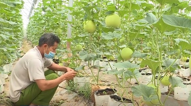  ông Mai Văn Tiến, xóm Bắc Trung, xã Nga Thành, huyện Nga Sơn đã xây dựng trên 2.500 m2 nhà màng trồng dưa kim hoàng hậu.