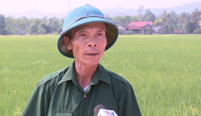 Ông Nguyễn Huy Long  Xã Vạn Hòa, huyện Nông Cống  (Giống lúa ST25 này so với các giống khác cấy mật độ rất thưa nhưng nó đẻ rất khỏe, khô vằn và đạo ôn không hề có, lúa này chúng tôi thấy trị giá kinh tế cao, năng suất ổn định nên chúng tôi muốn mở rộng thêm ra nữa)