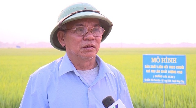 Ông Nguyễn Bá Chung  Xã Trung Chính, huyện Nông Cống  (1’50 Được sự hỗ trợ của huyện đưa giống lúa này làm mô hình, gia đình làm được 5ha.Về cách chăm bón, sâu bệnh nó đỡ hơn các giống lúa thuần khác, chất lượng hiệu quả cao hơn. Lúa này đã được công ty Hồng Quang và các công ty khác thu mua)