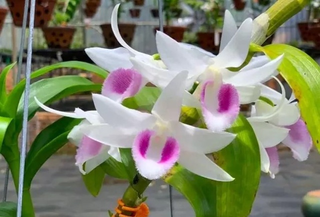 Lan đột biến Hiển Oanh (HO). (Ảnh: Vườn lan rừng Tây Chi)