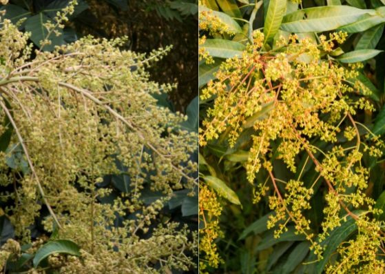 Hoa xoài có nhiều lợi ích đối với sức khỏe. Đồ họa: Thanh Ngọc