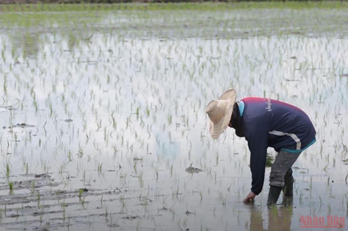 Nông dân Thái Lan trên cánh đồng lúa. (Ảnh: Bưu điện Bangkok)