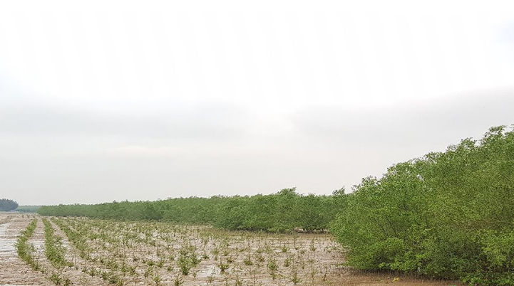 Trồng, phục hồi rừng ven biển huyện Hậu Lộc.