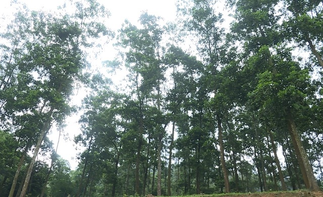 Phó Thủ tướng Lê Văn Thành yêu cầu các Bộ ngành, địa phương tăng cường công tác quản lý bảo vệ rừng, xử lý tình trạng phá rừng, lấn chiếm đất rừng trái pháp luật.