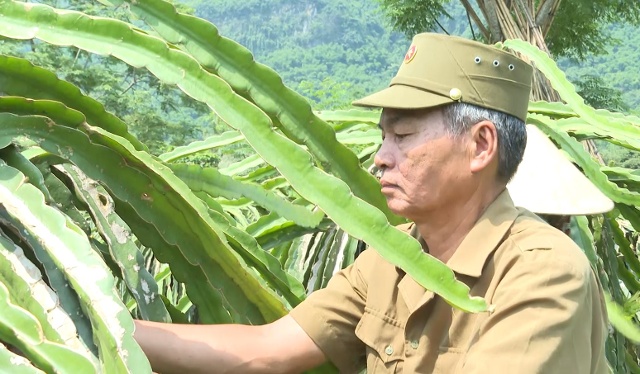 Gia đình ông Nguyễn Đình Hải hiện có 3 ha trang trại trồng luồng, cây ăn quả và cây dược liệu.