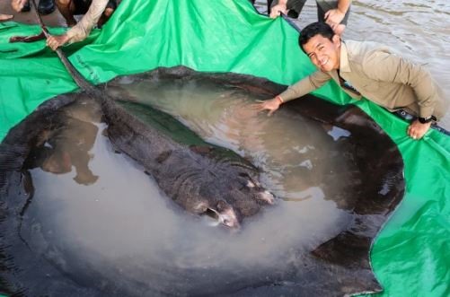 Con cá đuối khổng lồ được thả trở lại sông Mekong. Ảnh: Wonders of the Mekong