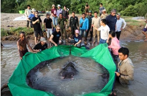 Con cá nước ngọt lớn nhất thế giới ﻿bắt được ở Campuchia. Ảnh: Wonders of the Mekong