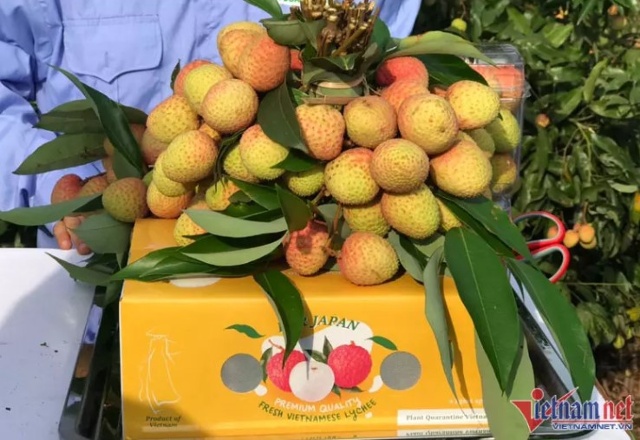 Hải Dương năm nay dự kiến xuất khẩu 1.000 tấn vải thiều sang Nhật Bản.