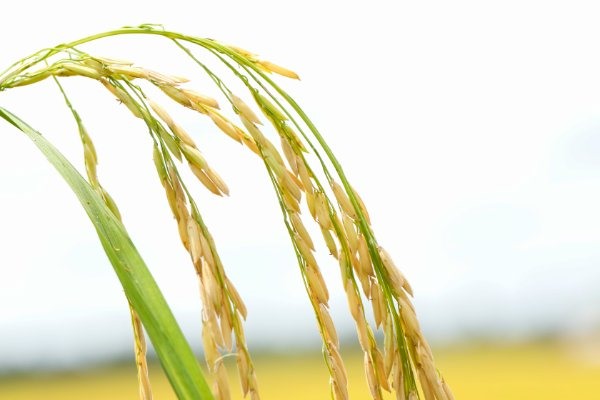 Giá gạo xuất khẩu của Việt Nam ổn định ở mức cao, xuất khẩu gạo ổn định. Ảnh: T.Long