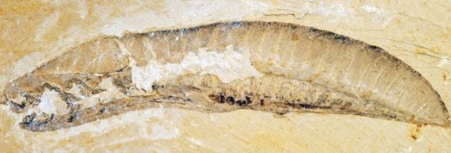 Một con yunnanozoan đã hóa thạch (Ảnh: Science).