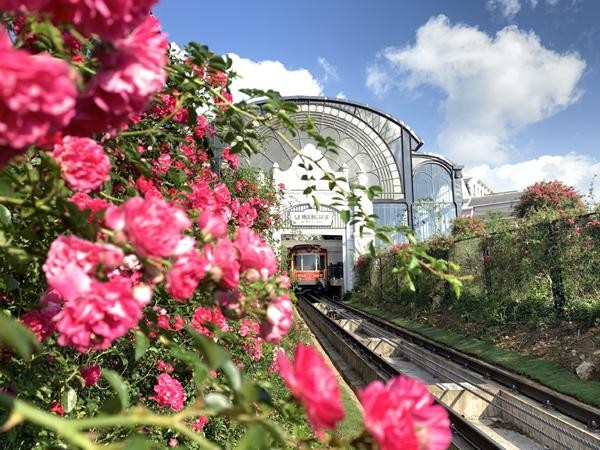Sắp diễn ra Lễ hội hoa hồng lớn nhất Tây Bắc