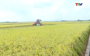 Hơn 4.200 ha lúa liên kết sản xuất trong vụ thu mùa năm 2022