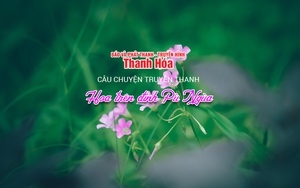 [Podcast] Hoa trên đỉnh Pù Ngùa | Câu chuyện truyền thanh