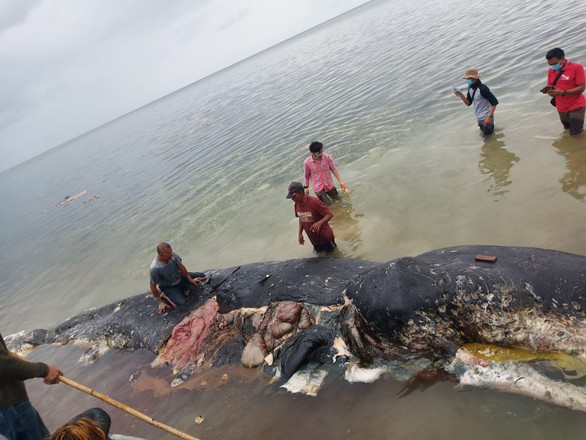 Cá nhà táng chết dạt vào bờ với 5,9 kg rác nhựa trong bụng - Ảnh 1. Cá nhà táng chết dạt vào bờ với 5,9 kg rác nhựa trong bụng - Ảnh 1.