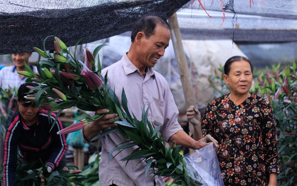 Cận Tết, giá hoa ly Tây Tựu tăng trở lại - Ảnh 1.